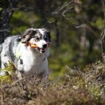 Bindi på tur inn med melding etter et funn